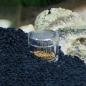 Preview: Aquarium PLANARIENFALLE Planaria Scheibenwürmer Falle Trap Wurm Fänger
