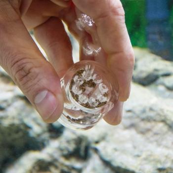 Aquarium PLANARIENFALLE Planaria Scheibenwürmer Falle Trap Wurm Fänger