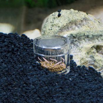 Aquarium PLANARIENFALLE Planaria Scheibenwürmer Falle Trap Wurm Fänger