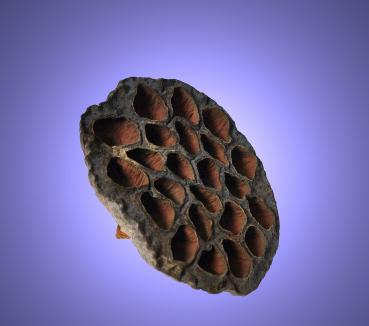 Aquarium Deko GARNELEN LOTUS POD ca. 7-10 cm Höhle Terrarium Nano Zubehör