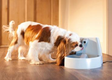 PetSafe Drinkwell® TRINKBRUNNEN 1,5 LITER Katzen Haustiere Hunde Napf (FCB)