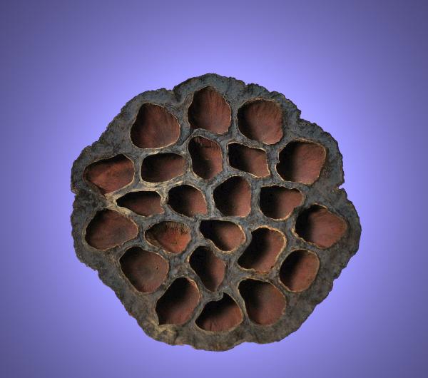 Aquarium Deko GARNELEN LOTUS POD ca. 7-10 cm Höhle Terrarium Nano Zubehör