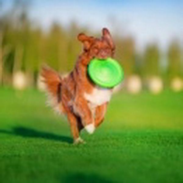 doppelseitiges Frisbee Hunde SCHWIMMENDES APPORTIESPIELZEUG ! Wurfscheibe