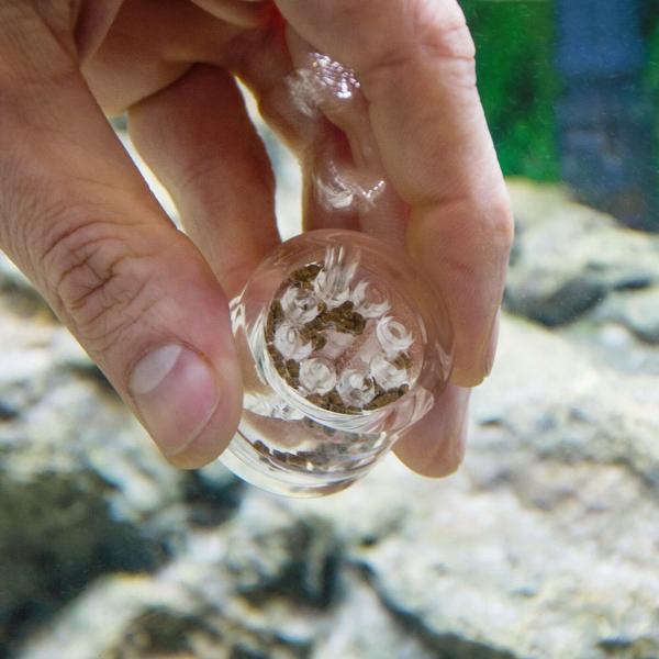 Aquarium PLANARIENFALLE Planaria Scheibenwürmer Falle Trap Wurm Fänger