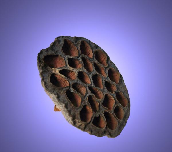 Aquarium Deko GARNELEN LOTUS POD ca. 7-10 cm Höhle Terrarium Nano Zubehör