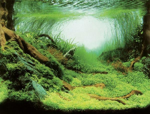 Aquarium Deko RÜCKWANDFOLIE 60 X 30cm Fotorückwand Zubehör Dekoration