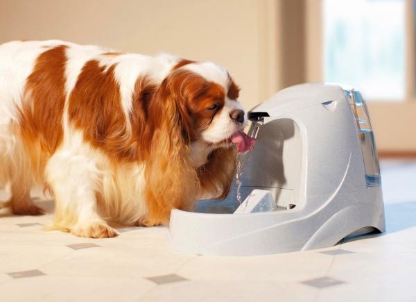 PetSafe Drinkwell® TRINKBRUNNEN 5 LITER Katzen Haustiere Hunde Napf (D2)