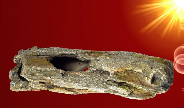 Aquarium Deko AST HÖHLE Wurzel Welse Barsche Nager Terrarium Zubehör