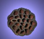 Aquarium Deko GARNELEN LOTUS POD ca. 7-10 cm Höhle Terrarium Nano Zubehör